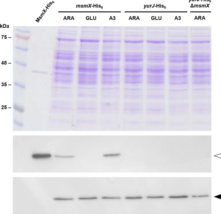 Fig 3. MsmX and YurJ detection by Western Blot. Top panel, SDS-PAGE (12.5%) with a molecular weight marker (NZYColour Protein Marker II) and samples used for Western Blot (20 μg of total extract and 1 μg of purified MsmX-His 6 were loaded); Middle panel, A