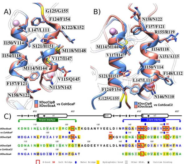 Figure 4.  C. thermocellum dockerin interfaces that recognize ScaF (Panel A) and ScaC2 (Panel B) Cohs