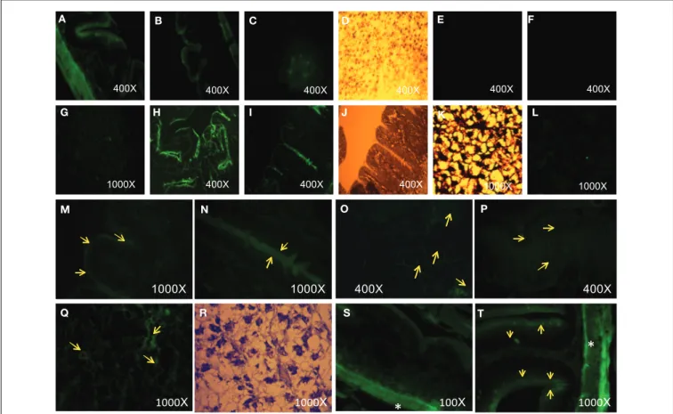 FIGURE 4 | (A,B) AgNPs with compound 1 in fish intestine: green fluorescence. THF: In fish intestine (E) and liver (F): no fluorescence visible