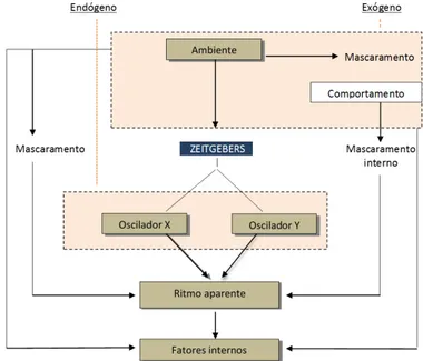 Gráfico 1 - Diagrama de algumas relações entre o ambiente, componentes do sistema temporal e os ritmos  observados (Waterhouse e Minors, 1988, citados por Marques, Golombeck e Morenos, 1999) 