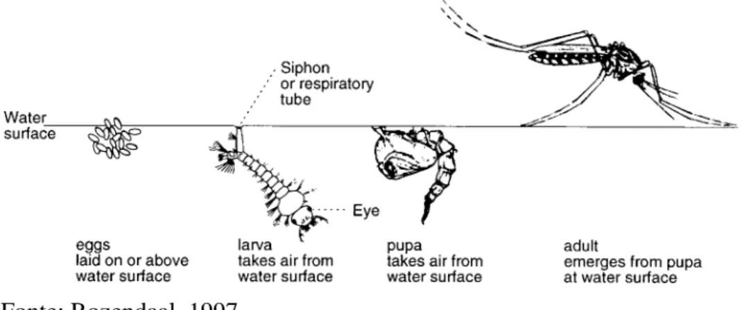 Figura 2 – Ciclo de vida do mosquito Anopheles 
