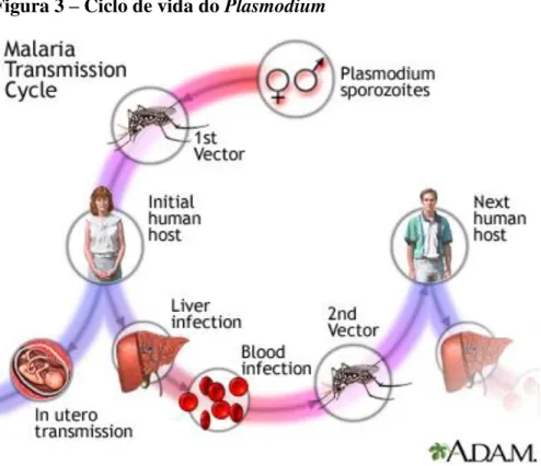 Figura 3  –  Ciclo de vida do Plasmodium 