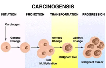 Figura 2 - Processo de carcinogénese 