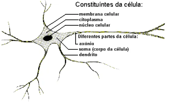 Figura 2.2 – Constituição típica de um neurônio.
