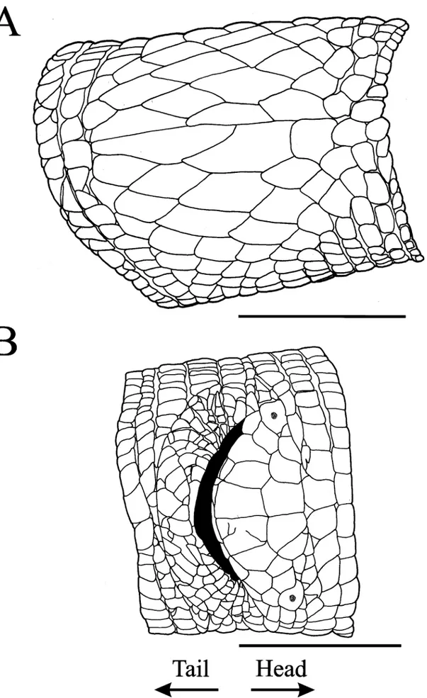 FIGURE 3.  Leposternon cerradensis sp. nov. (holotype, MZUSP 96347). (A) Pectoral and (B) cloacal region (Del.