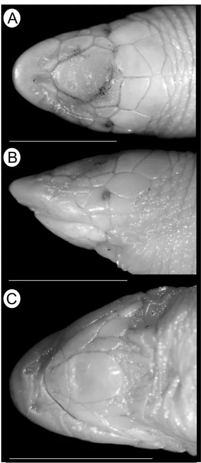 Figure  1.  Leposternon  sp.  nov.  PNGSV  (holótipo,  MZUSP  93158).  (A)  Dorsal,  (B)  lateral, and (C) ventral view of the head