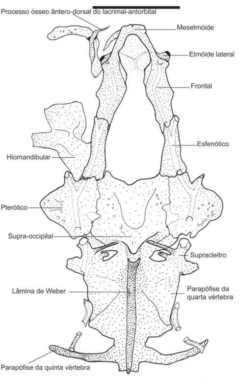 Figura 2: Vista dorsal do neurocrânio e do aparelho de Weber de  Acanthonbunocephalus quadriradiatus (NRM 15142)
