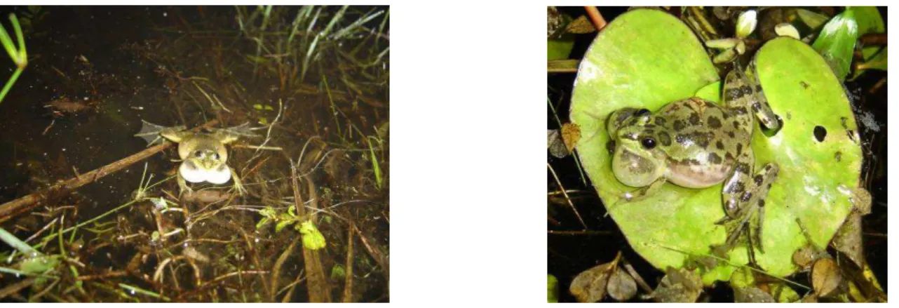 Figura 1. (A) Macho de Pseudis minutus vocalizando ancorado na vegetação e (B) sobre  folha de aguapé Nymphoides sp