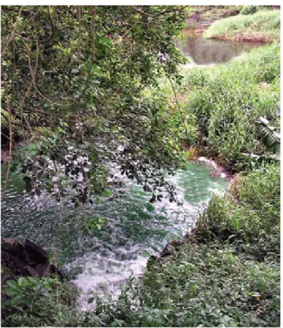 Figura 3: Lançamento de efluente contendo cianobactérias (água verde, em primeiro plano) num  curso d´água originalmente sem cianobactéria (ao fundo, água de montante escura pelo húmus)