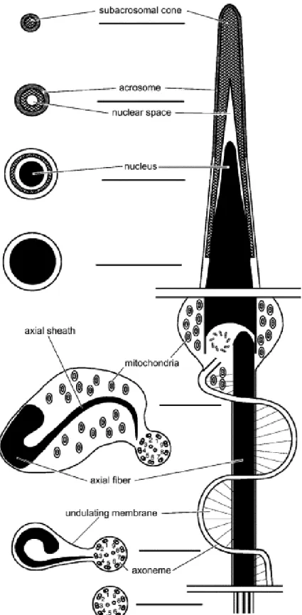 Fig.  4.  Diagrammatic  representation  of  the  spermatozoon  of  the  dendrobatid  frog  E