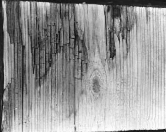 Figura 11. Imagem de madeira de pinho com podridão castanha. Fonte: Wiedenhoeft e Miller  (2005)