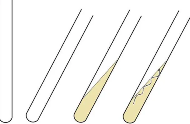 Figura 13. Esquema mostrando o processo de manutenção dos fungos pela técnica de cultivo  em “bico de flauta”