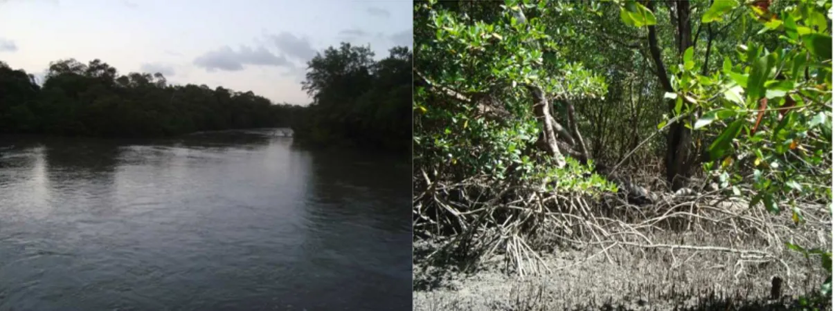 Figura 3 – Manguezal coletado em Bragança (PA). À esquerda, inundação do manguezal pela maré ao  final da tarde 