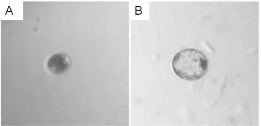 Figura 8. Fotomicrografias de embriões bovinos. Na foto (A) um embrião de duas  células, em D2, dia da contagem dos clivados, e na foto (B) um embrião em D7, dia da  contagem dos blastocistos