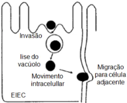 Figura 6- Mecanismo de patogenicidade de EIEC. 