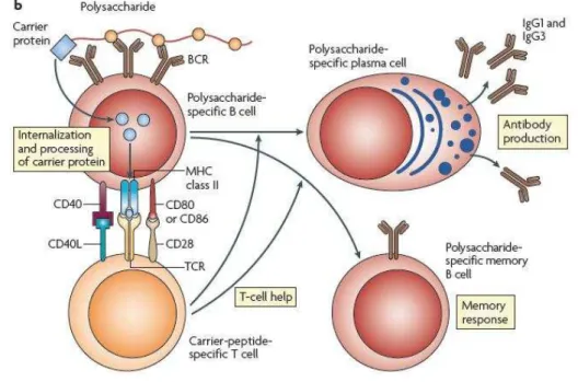 Figura  7-  Mecanismo  de  cooperação  entre  linfócitos  T  e  B  em  uma  vacina  conjugada