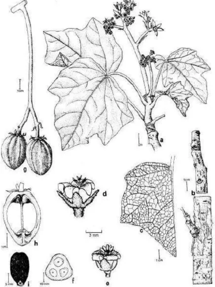 Figura 1 - Partes que compõe a planta de pinhão-manso: ramo com inflorescências (a), caule (b), folha (c), pistilo  – flor feminina (d), estame  – flor  masculina (e),  fruto em corte transversal (f),  frutos (g), fruto em  corte longitudinal (h), semente 