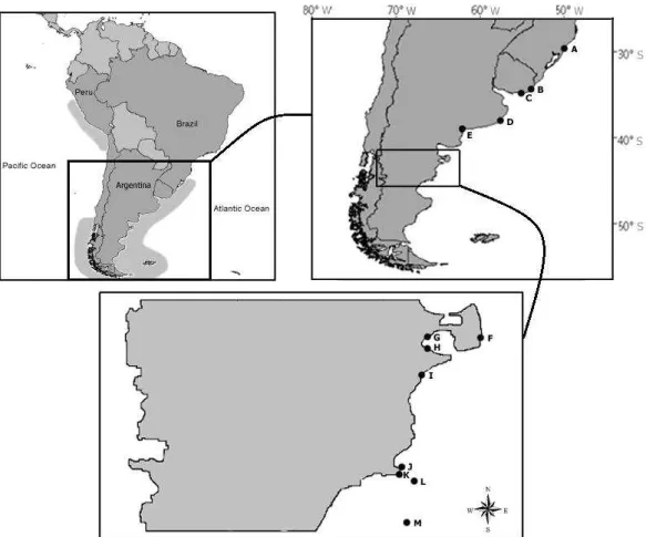 Figure  1:  Map  of  the  species  distribution  (in  light  gray)  and  collecting  areas  along  the  Atlantic  coast:  A:  Rio  Grande  do  Sul  (Brazil;  N=31);  B:  Cabo  Polonio  (Uruguay;  N=3);  C:  Isla  de  Lobos  (Uruguay;  N=5);  D:  Mar  del  