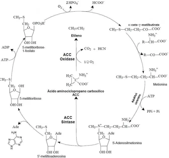 Figura 1. O Ciclo de Yang e a biossíntese de etileno (Modificado de YANG, 1984). 