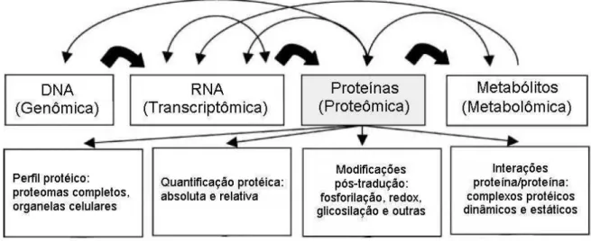 Figura 2. Interações entre os elementos básicos de um sistema biológico. As setas grossas ilustram a  transcrição  (de  DNA  para  RNA),  a  tradução  (de  RNA  para  Proteínas),  e  atividade  enzimática  (proteínas  para  metabólitos)