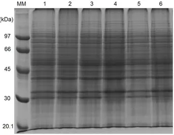 Figura  6.  Eletroforese  SDS-PAGE  (10%  poliacrilamida)  dos  extratos  protéicos  das  amostras  de  mangas  da  cultivar  Keitt