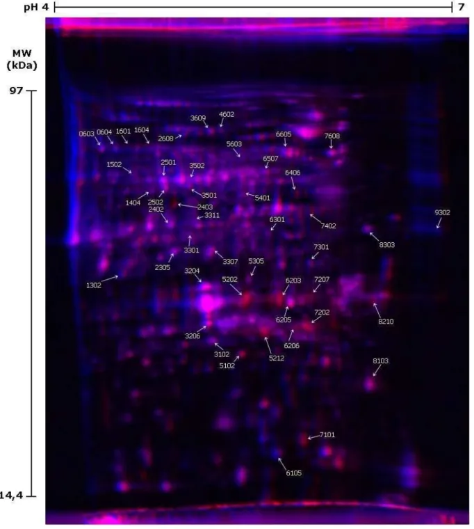 Figura 9. Gel 2D-DIGE com indicação dos spots de proteínas com variação de abundância durante o  amadurecimento  da  manga