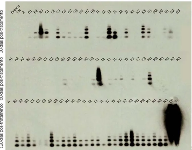 Figura 8:  Produtos específicos de nDNA de amostras de tecidos de camundongos da etapa VI  infectados com T