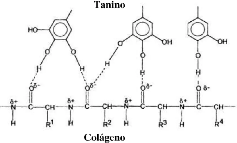 Figura 6. Modelo de interação entre tanino e proteínas do colágeno (COVINGTON, 1997). 