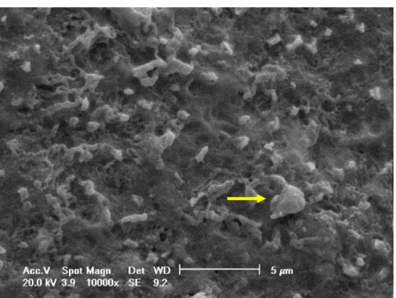 Figura 10: Fotomicrografia eletrônica de varredura da superfície do implante  Nanotite em 21 dias de cultura