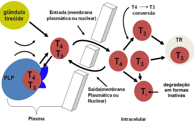 Figura 3 – Concentração intracelular de hormônios tireoideanos modulam a ação no receptor nuclear