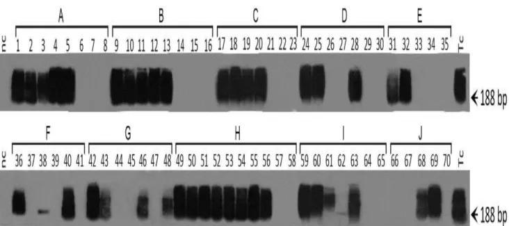 Figura 6. Confirmação da transmissão vertical do Trypanosoma cruzi por diagnóstico molecular  na Geração F1