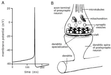 Figura 2.2: (A) Potencial de a¸c˜ao gravado intercelularmente. (B) Diagrama da sinapse, regi˜ao entre neurˆonios onde acontece as trocas de informa¸c˜ao qu´ımicas e
