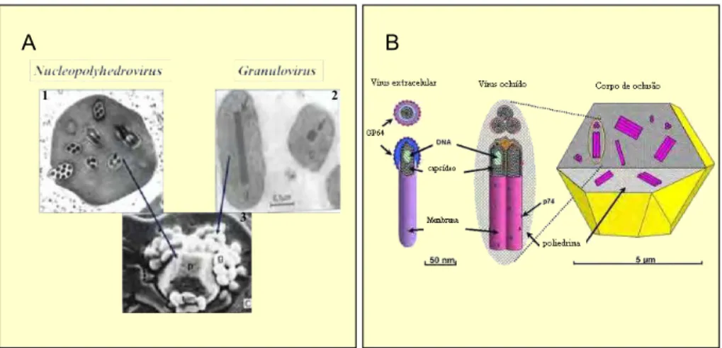 Figura  5  –  Estrutura  do  corpo  de  oclusão  de  baculovírus.  (A)  Microscopia  eletrônica  de  transmissão  (1  e  2)  e  varredura  (3)  dos  corpos  de  oclusão  dos  gêneros Nucleopolyedrovirus  e  Granulovirus denominados  de  poliedros  e  grânu