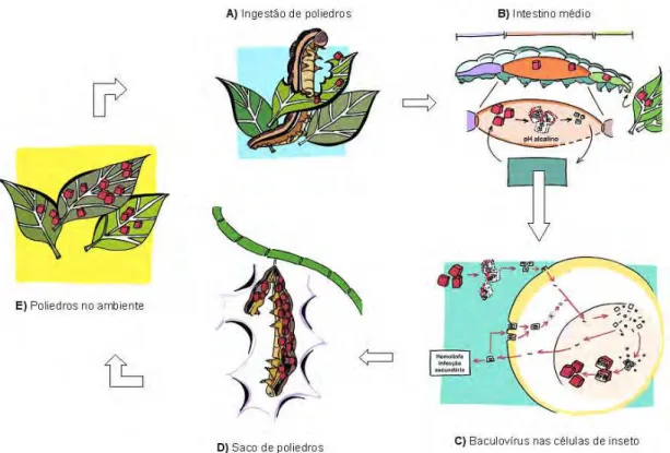 Figura 6 – Desenho esquemático mostrando o ciclo de infecção  in vivo  de um lepidóptero infectado com baculovírus