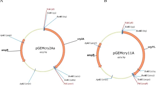 Figura 8 – Mapa dos plasmídeos (A) pGemcry2Aa e  (B) pGemcry11A. Os sítios de algumas  enzimas  de  restrição  são  mostrados  na  figura