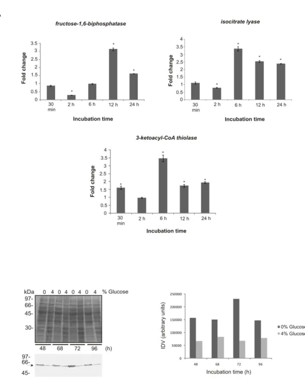 Figure  1.  Effect  of  glucose  deprivation  in  transcripts  and  protein  expression  in  Paracoccidioides yeast cells