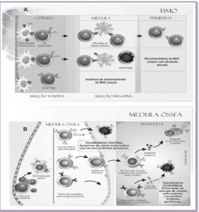Figura 1 - A. Ilustração esquemática dos mecanismos de seleção positiva e negativa para células T no timo
