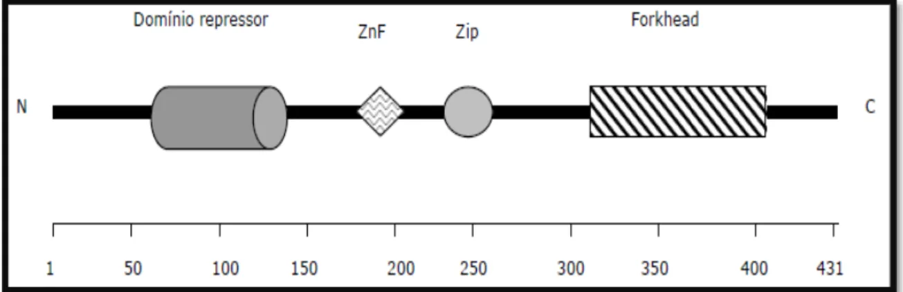 Figura 2 - Estrutura da proteína FOXP3, com o domínio repressor, central composto por dedos de zinco  (ZnF) e zíper de leucina (Zip), e o domínio forkhead 