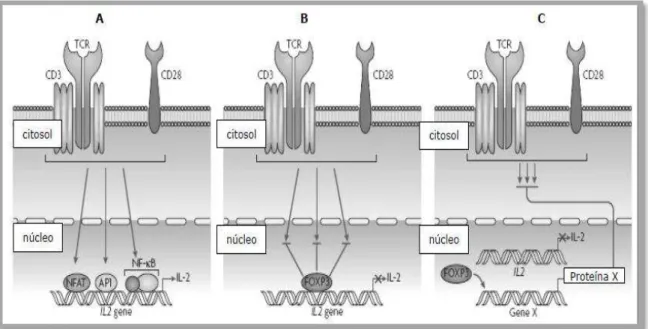Figura 3 - Regulação da ativação das células T mediada por FOXP3. A) Sinalização nas células T CD4+ 
