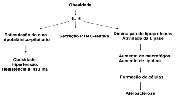 Figura  2:  Relação  da  obesidade  e  ações  da  interleucina  –  6  e  proteína  C-  reativa  no  desenvolvimento da aterosclerose.