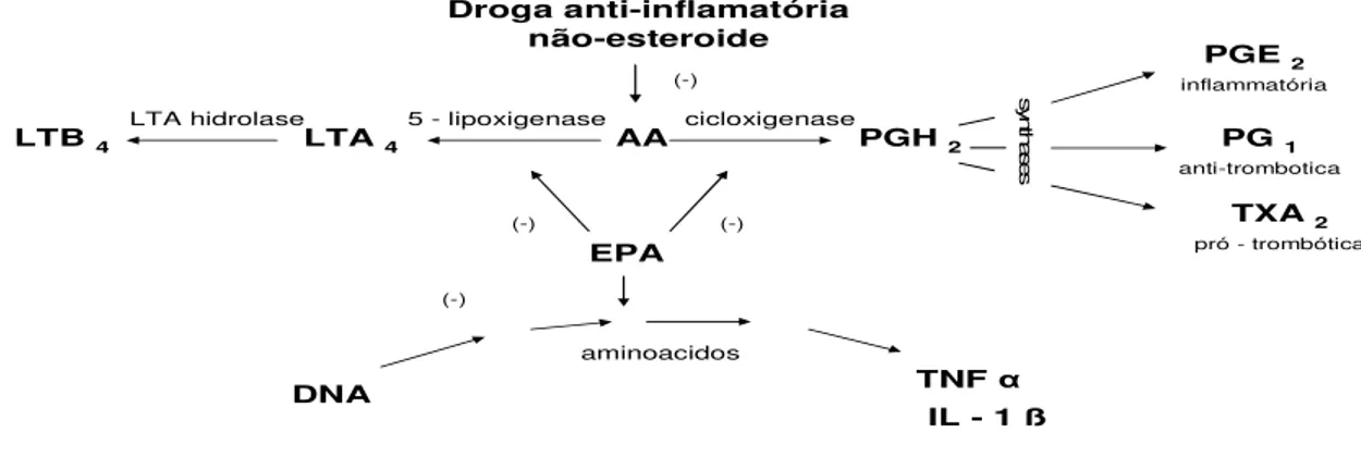Figura  4:  Efeito  do  ácido  eicosapentanoico  na  produção  de  ácidos  graxos  eicosanoides  e  citocinas inflamatórias 