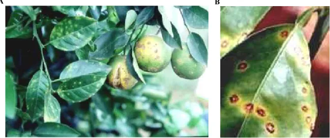 Figura 1.  Citros mostrando sintomas do cancro cítrico. A) Folhas e frutos infectados em  estágio   avançado   da  doença  (Fundecitrus:  cienciahoje.uol.com.br)