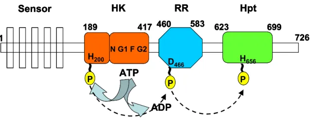 Figura 6.  Na parte  A  está esquematizado os domínios da proteína RpfC, e  B  mostra a A1189417 460583623699726HKRRHptH200D466~H656P~P~PSensorN G1 F G2ATPADP1189417 460583623699726HKRRHptH200D466~H656P~P~PSensorN G1 F G2ATPADP1189417 460583623699726HKRRHp