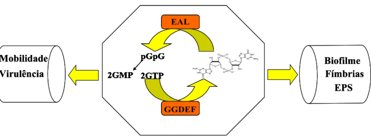 Figura 9.  Estrutura molecular do diGMP cíclico que atua como um segundo mensageiro  em bactérias.