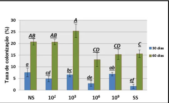 Figura 1 -Taxa de colonização micorrízica (%) para os dois períodos amostrais 30 e 60 dias.