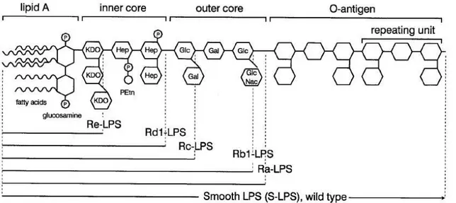 Figura  1.  Estrutura  da  molécula  de  LPS  e  representação  da  composição  de  diversos  sorotipos