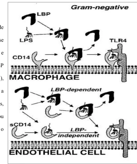 Figura 2. Esquema de ligantes da molécula de LPS na superfície celular em macrófagos  e células endoteliais