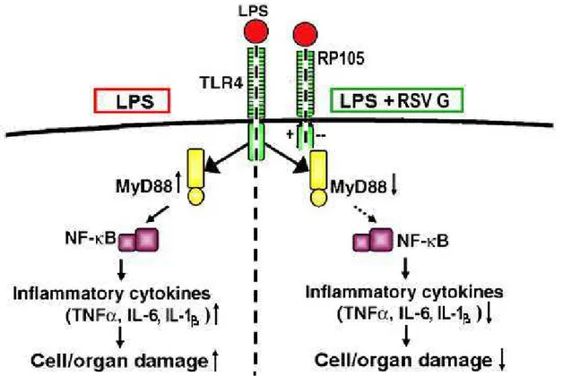 Figura 3. Ilustração da provável interação entre os receptores TLR4 e RP 105. O receptor RP  105 seria um controlador fisiológico de TLR4, assim células RP105 /  seriam mais responsivas  ao  estímulo  de  ligantes  (ex