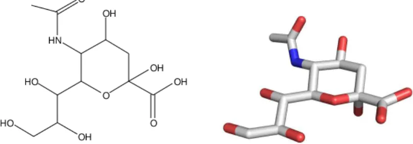 Figura 4 - Estruturas unidimensional e tridimensional do ácido N-acetilneuramínico. 