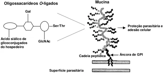 Figura 6 - Modelo estrutural de moléculas de mucina de T. cruzi. 